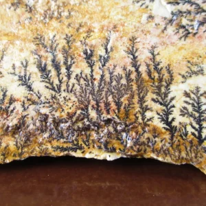 سنگ راف شجر